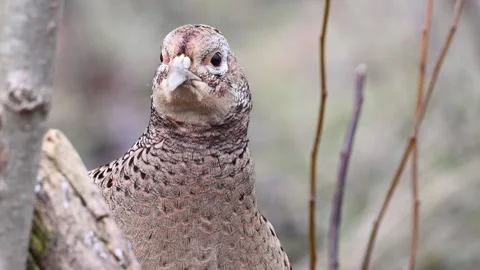Female common pheasant Phasianus colchicus in the wild Video stock 265316620