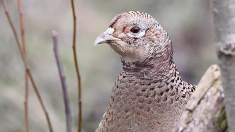 Female common pheasant Phasianus colchicus in the wild Stock-Footage 272591176