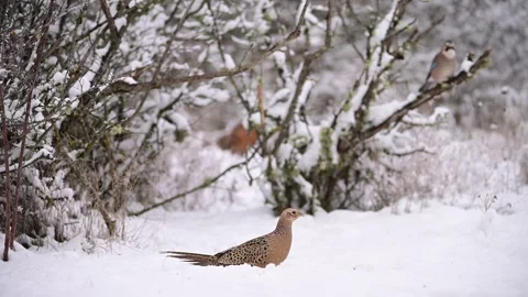 Female Common Pheasant Phasianus colchicus Foraging in Snow and Startled by Bird Stock Footage 327039246
