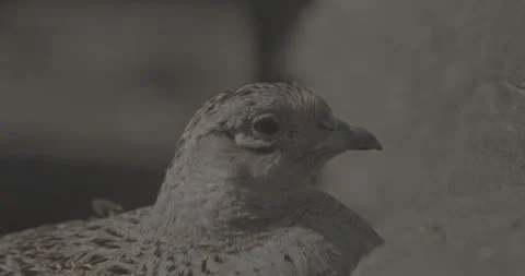 Female common pheasant - Phasianus colchicus, ring-necked pheasant, or Stock-Footage 341353483