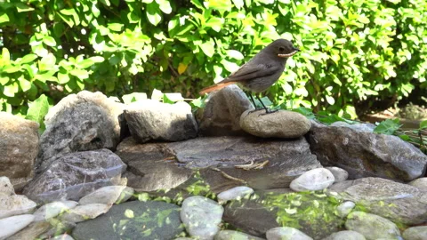 Female Common Redstart Calling to Chicks While Collecting Larvae Stock Footage 344598798