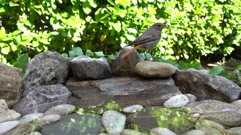 Female Common Redstart Collecting Larvae for Her Chicks Stock Footage 344598644