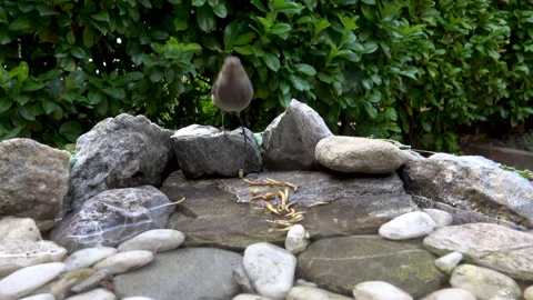 Female Common Redstart Lands on Rocks and Quickly Eats a Larva Stock Footage 344700809