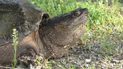Female Common Snapping Turtle Stock Footage 77196630