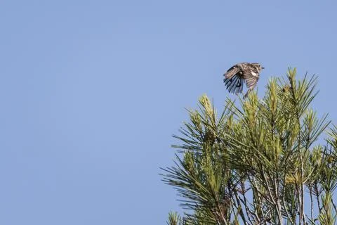Female common stonechat taking off from a pine tree Foto stock