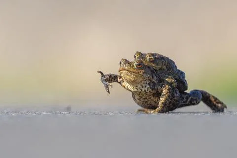 Female common toad Bufo bufo carrying male to spawning water Lake Duemmer Stock Photos