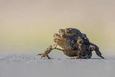 Female common toad Bufo bufo carrying male to spawning water Lake Duemmer Stock Photos