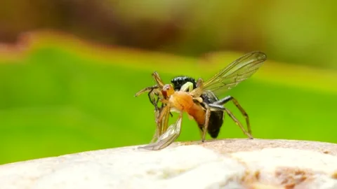 Insect Jumper Stock Video Footage | Royalty Free Insect Jumper Videos ...