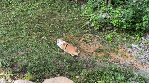 Female Pee Stock Footage ~ Royalty Free Stock Videos | Pond5