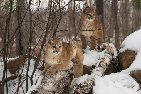 Female Cougars (Puma concolor) On Top of Logs on Rocks Winter Stock Photos