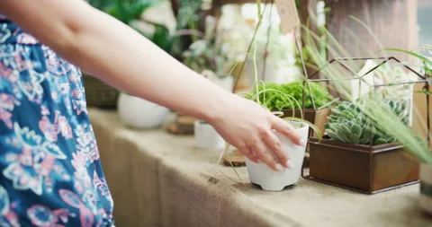 Female customer browsing closely looking at potted plants and flowers in interio Stock Footage 199463406