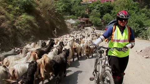 Female cyclist making way through flock of sheeps Stockbeeldmateriaal 45313643