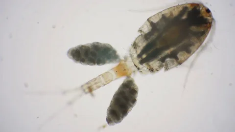 Female cyclops carries the eggs in two small sacs on her body Stock Footage 75206082