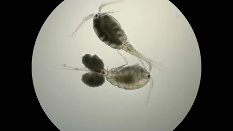 Female Cyclops with egg sacks under microscope Vidéo 89187123