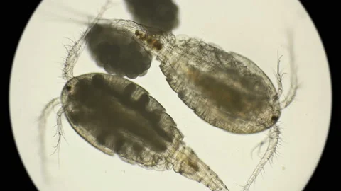 Female Cyclops with egg sacks under microscope Vidéo 89189938