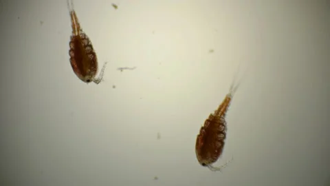 Female Cyclops with egg sacks under microscope Vidéo 89562653