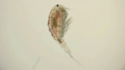 Female Cyclops with egg sacks under microscope Vidéo 89562946