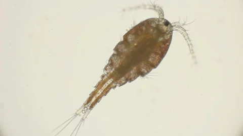 Female Cyclops with egg sacks under microscope Vidéo 89563217