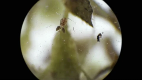 Female Cyclops with egg sacks under microscope Vidéo 90764374