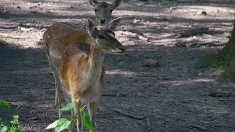 Female dam deer  Stock Footage 277295071