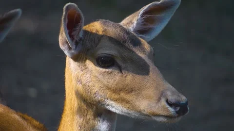 A Female dam deer looking Stock Footage 277530587