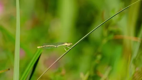 Female damselfly Stock Footage 316638930