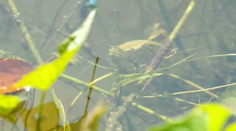Female damselfly lay eggs under the water Stock Footage 47896145