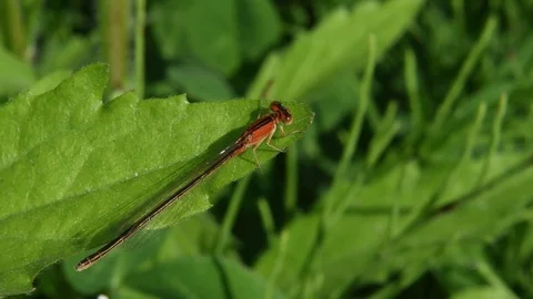 Female damselfly sunbathing Stock Footage 82370705