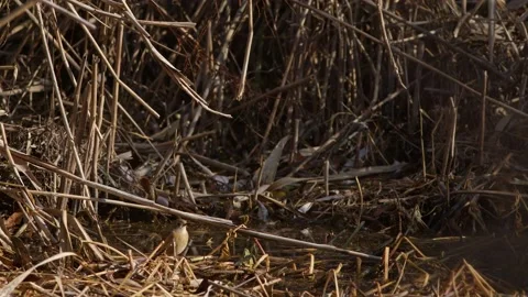 A Female Daurian Redstart Drinking. Stock Footage 229922514