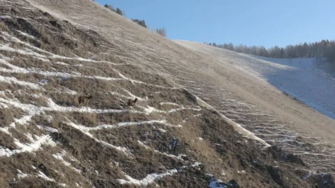 A female deer with a baby on the mountainside. Video stock 127222453