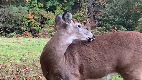 Female Deer Close up Stock Footage 219022975