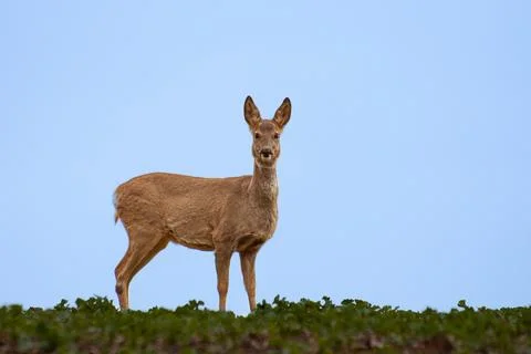 Female deer on freshly ordered field looks into the camera, Ricke Stock Photos
