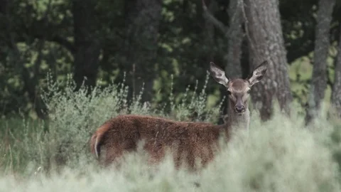 Female deer keeps looking at the camera in the bush Video stock 86472307