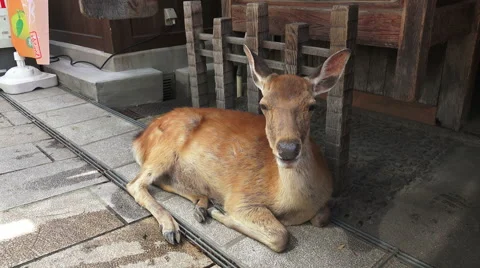 Female Deer Laying Down Resting Next To Building Nara Japan Stock Footage 47157974