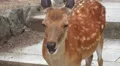 Female Deer On Paved Walkway Close Up Nara Japan 4k or 4k+ Resolution