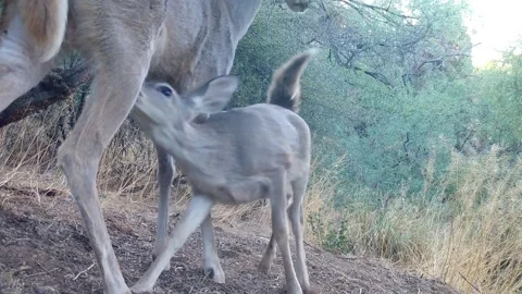 Female Deer Stands While Pair of Fawns Nurse Stock-Footage 237297756