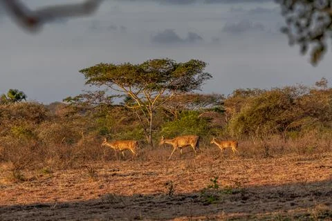 Female deers in savannah in East Java, Indonesia Stock Photos