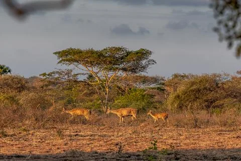 Female deers in savannah in East Java, Indonesia Stock Photos
