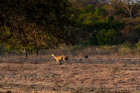 Female deers in savannah in East Java, Indonesia Stock Photos