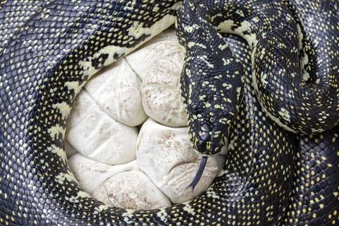 Female Diamond Python incubating eggs Stock Photos