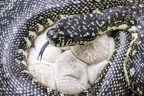 Female Diamond Python incubating eggs 写真素材