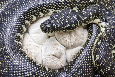 Female Diamond Python incubating eggs Stock Photos