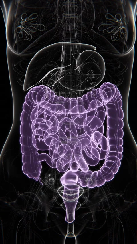Female digestive system animations in X-ray mode | Female Large intestine in 스톡 동영상 301177971