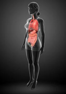 Female digestive system artwork Stock Illustration