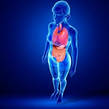 Female digestive system artwork Stock Illustration