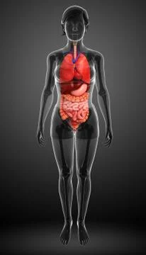 Female digestive system artwork Stock Illustration