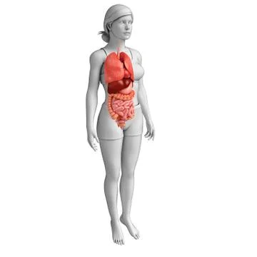 Female digestive system artwork Stock Illustration