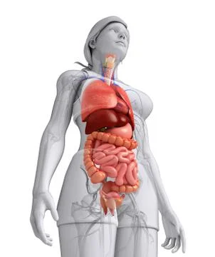 Female digestive system artwork Stock Illustration