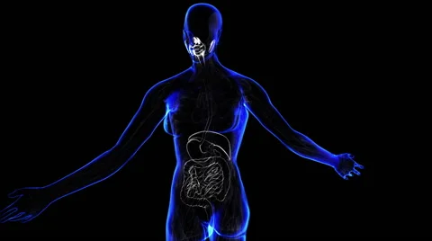 Female Digestive System 스톡 동영상 63207749