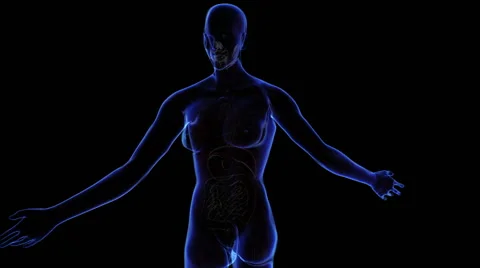 Female Digestive System Vídeos de archivo 63207764